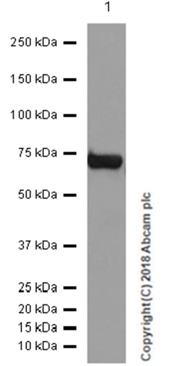 Anti-Choline Acetyltransferase antibody [EPR16590](AB178850)