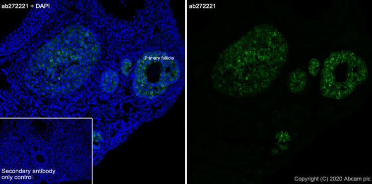 Anti-AMH antibody [EPR23380-171](AB272221)