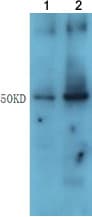 HRP Anti-6X His tag® antibody(AB197049)