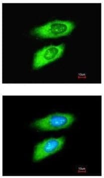 Anti-MIF antibody(AB227073)