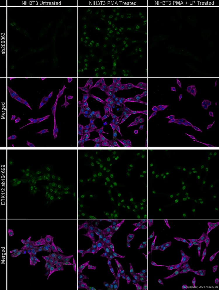 Anti-ERK1 + ERK2 antibody [EPR17526](AB184699)