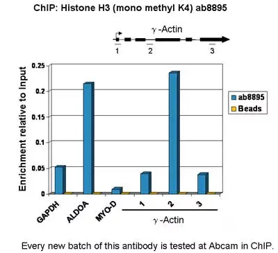 Anti-Histone H3 (mono methyl K4) antibody - ChIP Grade(AB8895)
