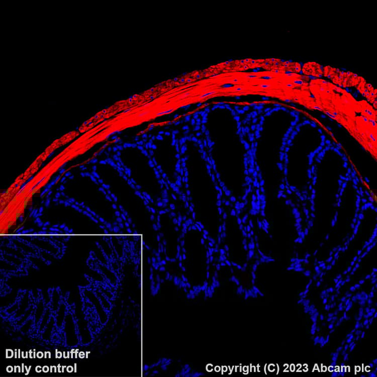 Alexa Fluor® 647 Anti-Fibronectin antibody [EPR23110-46](AB313350)