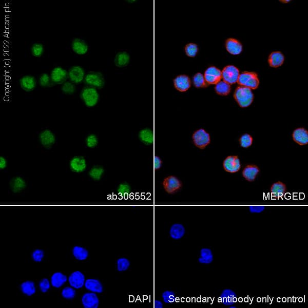Anti-IRF8 antibody [EPR26382-10] - BSA and Azide free(AB306553)