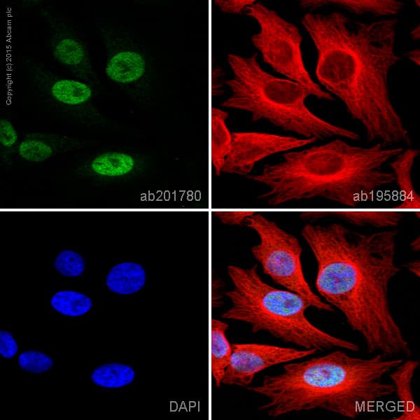 Alexa Fluor 555 C Myc Antibody Y69 Ab201780  Immunocytochemistry Immunofluorescence Img76593