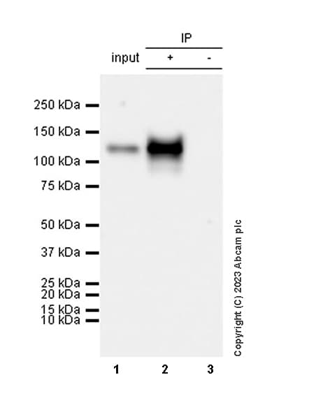 Egfrviii Antibody Epr28380 83 Bsa And Azide Free Ab313647  Immunoprecipitation Img418426
