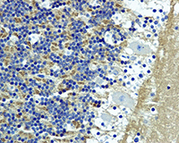 Snap25 Antibody Ep3274 Ab108990  Immunohistochemistry Formalin Pfa Fixed Paraffin Embedded Sections Img139483