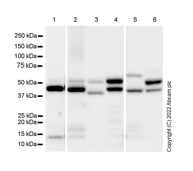 Hnrnp H Antibody Epr25302 12 Bsa And Azide Free Ab289999  Western Blot Img171167