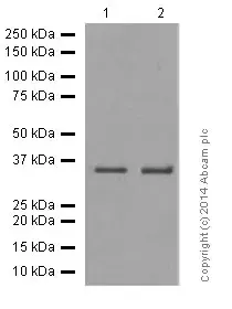 Anti-Olig2 antibody [EPR2673](AB109186)