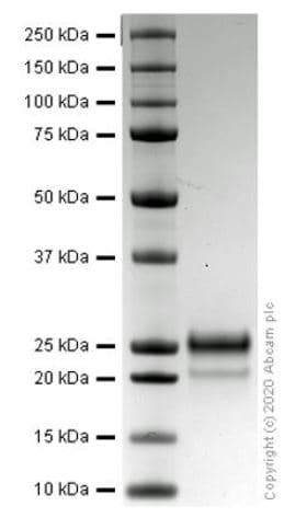 Recombinant human VEGF 165A protein (Active)(AB259412)
