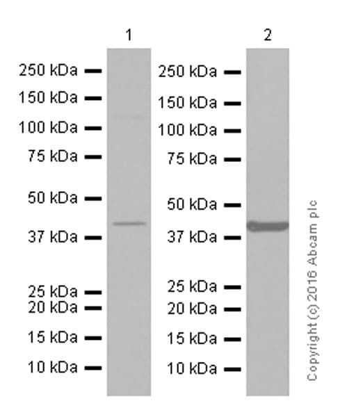 Anti-MURF1 + MURF3 + MURF2 antibody [EPR6431(2)] - BSA and Azide free(AB232364)