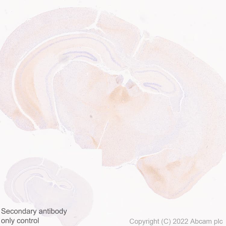 Anti-GluN3A+GluN3B antibody [EPR25287-45](AB302534)