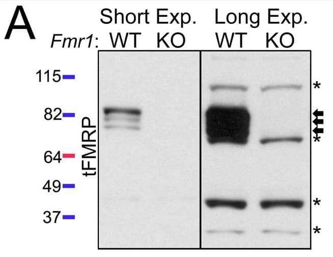 Anti-FMRP antibody(AB17722)