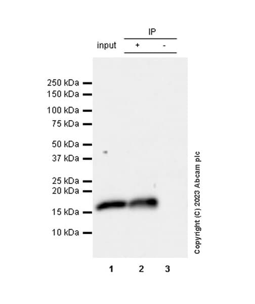 Mouse IgG1, kappa monoclonal [MOPC-21] - isotype control(AB18443)
