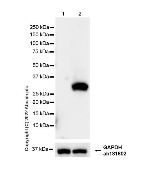 Anti-Strep-tag II antibody [EPR28119-43](AB307676)