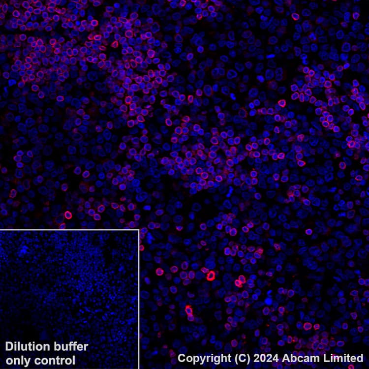 Alexa Fluor® 647 Anti-FLAP antibody [EPR27505-52](ab319019)