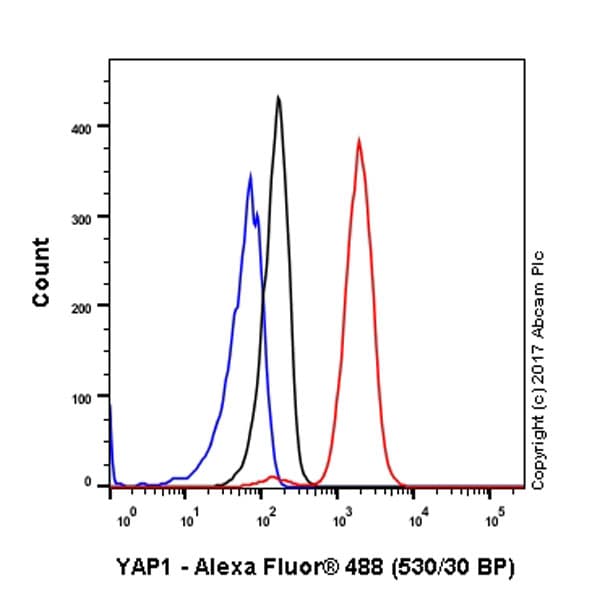Anti-YAP1 antibody [EP1674Y](AB52771)