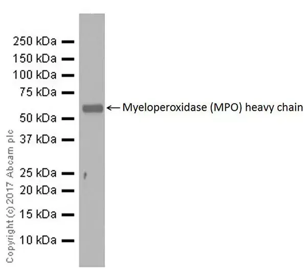 Anti-Myeloperoxidase antibody [EPR20257](AB208670)