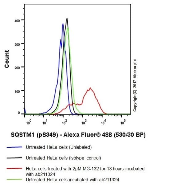 Anti-SQSTM1 / p62 (phospho S349) antibody [EPR20451] - BSA and Azide free(AB238445)