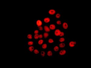 Anti-NELF-B antibody [EPR11200] - BSA and Azide free(AB232061)