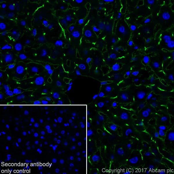 Anti-DPP4 antibody [EPR18215] - BSA and Azide free(AB232221)
