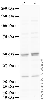 Anti-TSG101 antibody(AB30871)