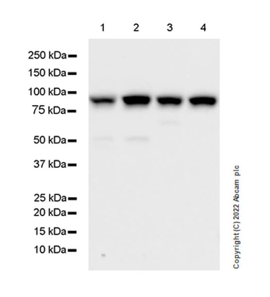 Anti-IKKi/IKKe+NAK/TBK1 antibody [EPR25258-15](AB289973)