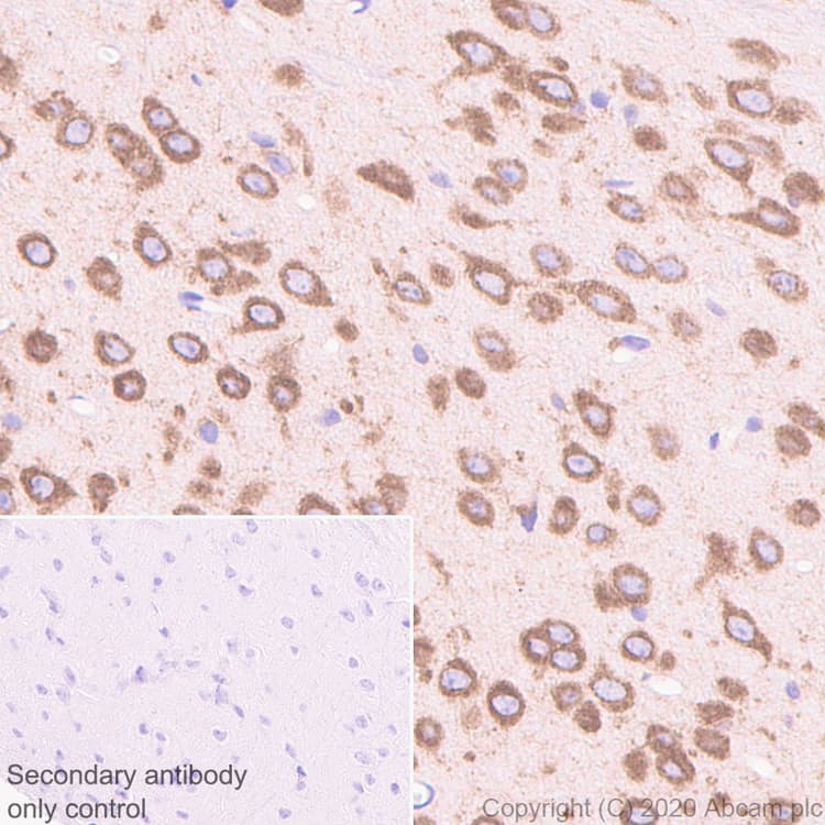 Anti-FMRP antibody [EPR23852-90] - BSA and Azide free(AB277489)