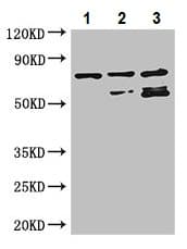 Rars Antibody Ab236788  Western Blot Img53717