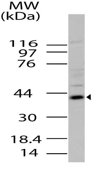 Anti-Viperin antibody(AB208286)