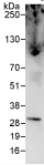 Eif4e Antibody Ab72116  Immunoprecipitation Img90245
