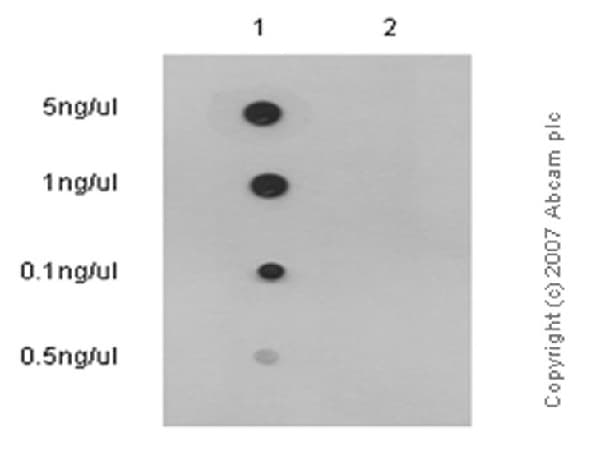 Anti-Nrf2 (phospho S40) antibody [EP1809Y](AB76026)