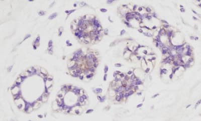 Anti-AKT1 (phospho S473) antibody(ab8932)