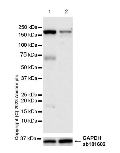 Fyco1 Antibody Epr28361 79 Bsa And Azide Free Ab316013  Western Blot Img426078