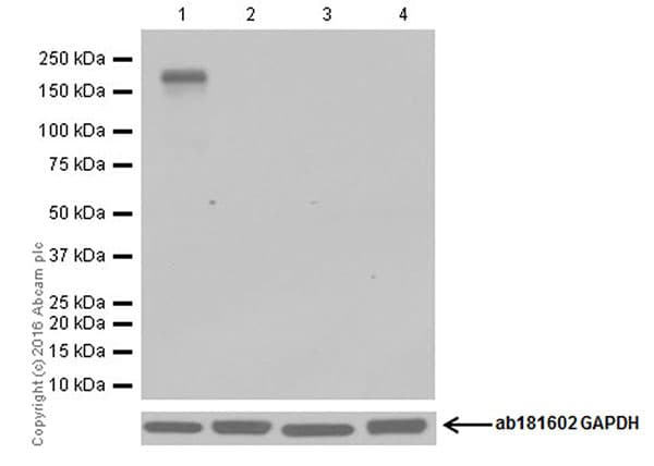 Anti-CRISPR-Cas9 antibody [EPR18991] - BSA and Azide free(AB232379)