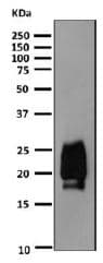 Tsh Beta Antibody Epr8198 Bsa And Azide Free Ab249213  Western Blot Img86207