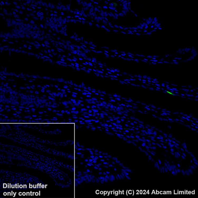 Alexa Fluor 488 Glp 1 Antibody Epr4042 1 Ab319127  Immunohistochemistry Formalin Pfa Fixed Paraffin Embedded Sections Img434267