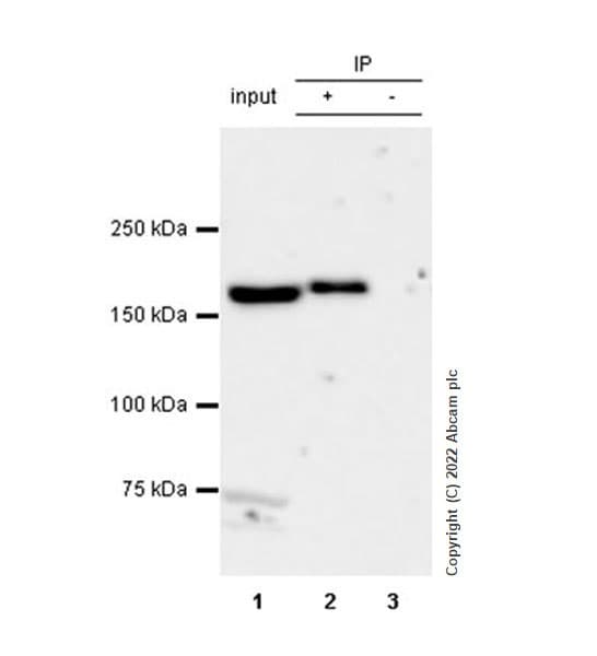 VeriBlot for IP Detection Reagent (HRP)(AB131366)