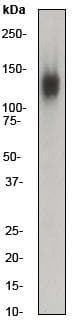 Eps15r Antibody Ep1147y Bsa And Azide Free Ab284699  Western Blot Img81050