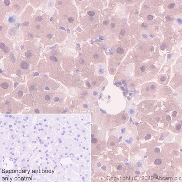 Anti-MTAP antibody [EPR22570-76](ab254265)