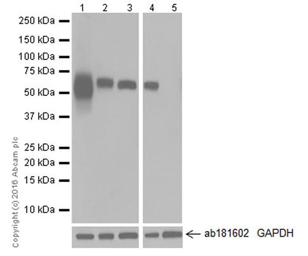 Anti-Albumin antibody [EPR20195](AB207327)