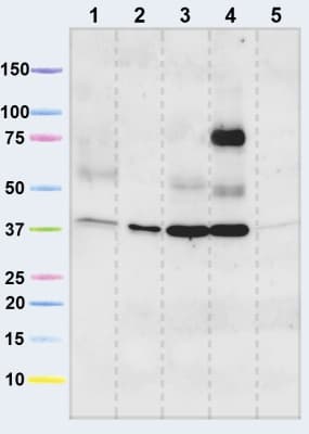 Anti-VDAC1/Porin + VDAC3 antibody [20B12AF2](AB14734)