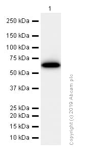 Monoamine Oxidase A Mao A Antibody Epr7101 Ab126751  Western Blot Img84541