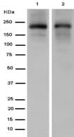 Slit1 Slit2 Antibody Ep5796n Bsa And Azide Free Ab284838  Western Blot Img148156