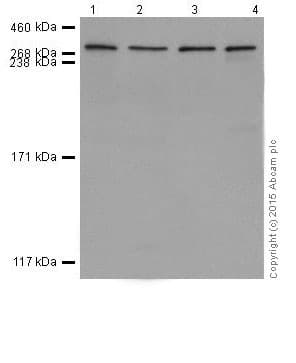 Anti-Huntingtin antibody [EPR5526](AB109115)