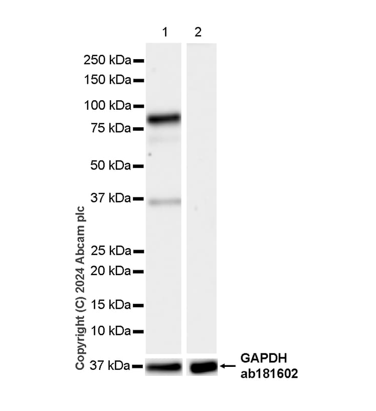 Hnf1 Alpha Antibody Rm1094 Bsa And Azide Free Ab316871  Western Blot Img428232