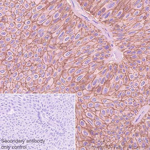 Anti-CD9 antibody [EPR23105-121](AB236630)