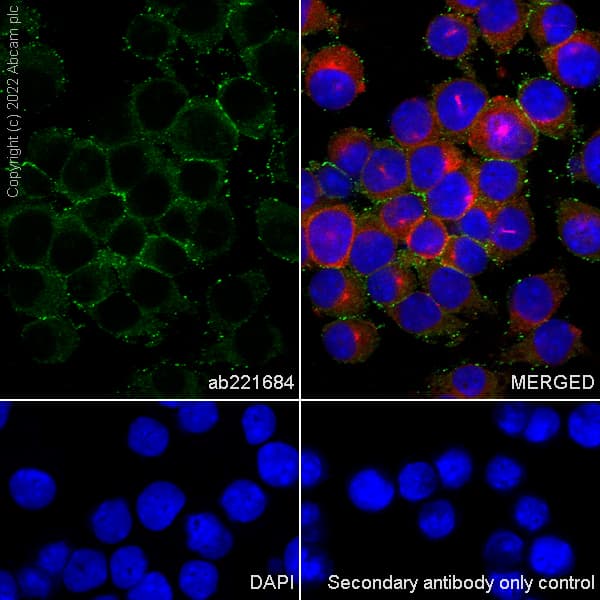 Anti-CSF-1-R antibody [EPR21885-161] - BSA and Azide free(AB234525)