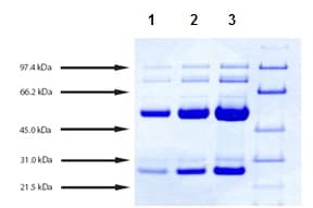 Native Dog IgG protein(AB198651)