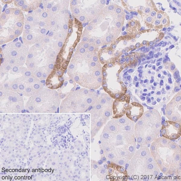 Anti-Occludin antibody [EPR20992](AB216327)